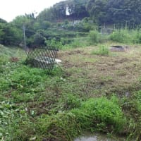 田植えしました