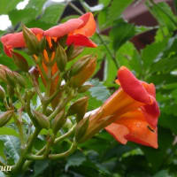 「さがみの仲良し小道」で「ノウゼンカズラ」が濃いオレンジ色の花を！！