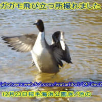 師走です富士山後に渡り鳥