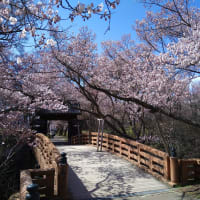 高遠城址公園の桜＆ブログ開設10年♪