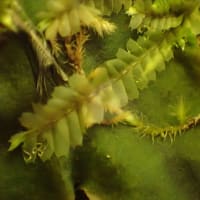 須津川渓谷のコケ：ケゼニゴケの葉上にオオウロコゴケがついています。
