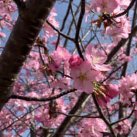 札幌も桜が満開
