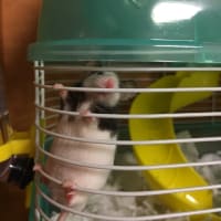 パンダマウスの買い方
