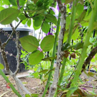 地植えバラのシュ―ト