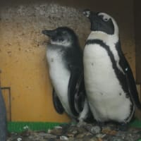 ペンギンの親子