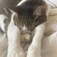 引っ越しのお知らせ