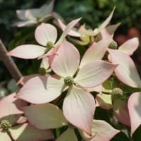 夏の花：常緑山法師②