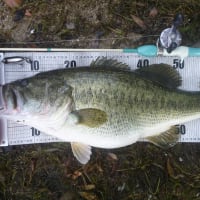 琵琶湖のポテンシャル・・・