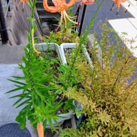 長崎の小値賀島のみじょっ子メロン