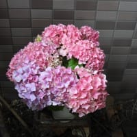 5月の玄関の花