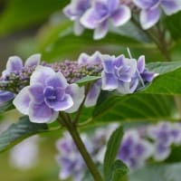 雨上がりの紫陽花
