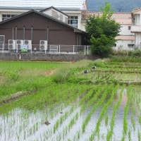 2025年05月22日　コウノトリ目撃情報