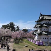 弘前城公園桜満開