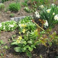 ４月の庭仕事（4）若者達の植え付けを手伝う