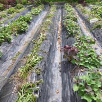 日毎体調の回復を感じ菜園の仕事もぼちぼち始めた