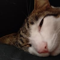 ぬくもり