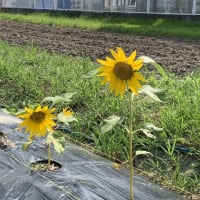 北竜町のひまわり咲きました　　　2025.07.07