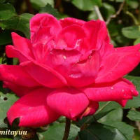 大和「ふれあいの森」では花の女王「バラ」が咲き誇る！！