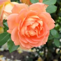 泉南市農業公園　花咲きファーム　バラ園　
