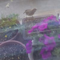 謎の鳥、現れる🐦️