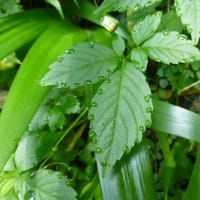 さらにさかのぼって　2022.5月の山野草
