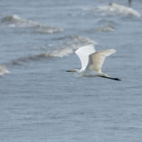 鳥見散歩：ダイシャクシギ、ミサゴ、オオヨシキリ