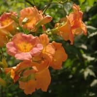 凌霄花（ノウゼンカズラ）