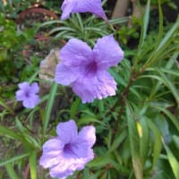 ヤナギバルイラソウ（我が家の花）