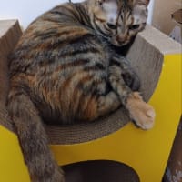 茶猫タイム　爪研ぎ段ボール