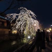 祇園白川　辰巳橋　夜桜