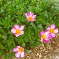 7月下旬の花写ン歩②