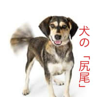 短文学  今日のお題「尻尾」