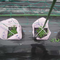今年も小玉スイカは空中（立体）栽培　摘芯・3本仕立て