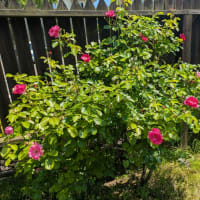 庭の薔薇　ブルーベリー