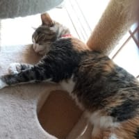 バテバテ