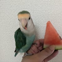 アゲハさんが大変🌀