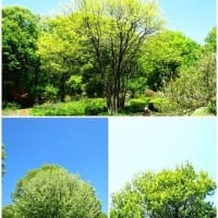 赤城自然園石楠花とツツジ　　R- 7- 5- 8