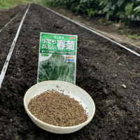 葉物野菜＋小かぶの播種