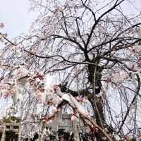 今治市の鳥生三嶋神社の枝垂桜が咲き始めています