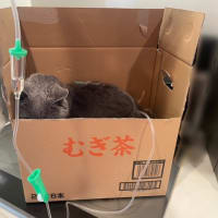 点滴箱