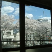 桜咲きました