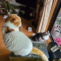 ベランダの花