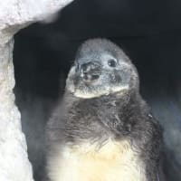 何ペンギンのヒナ？　４