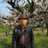 春の訪れ大阪城公園梅林　！　2019－03