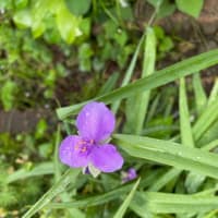 追っかけニャンコとアジのなめろう