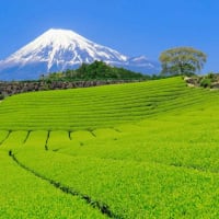 静岡県1泊2日の旅 ～海と山の恵みに触れる短い旅～
