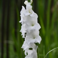 多摩川の夏へ
