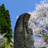 仏隆寺の千年桜（前編）