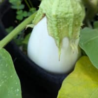 今朝の収穫