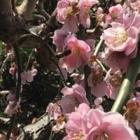 ミツバチ訪花